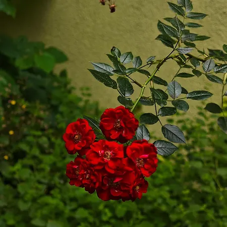 Apartamento Fuji With Terrace In Centre Bratislava